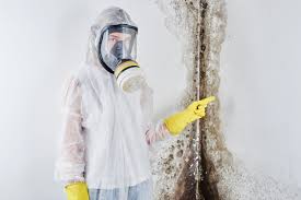 Best Mold Odor Removal Services  in Nowthen, MN